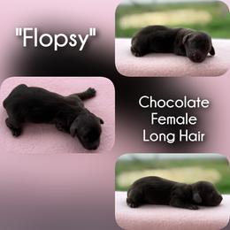Girl 1 - Flopsy - Chocolate female Dachshund puppy in London, Kentucky from Steele Half Acre Homestead
