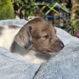 Otto - Dapple male Dachshund puppy in Auburn, Alabama from Labor of Love