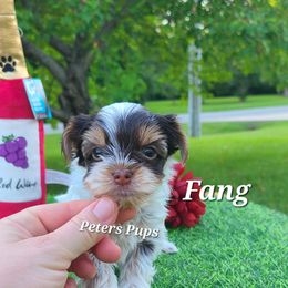 Yorkshire Terrier Puppies from Peters Pups Yorkshire Terriers