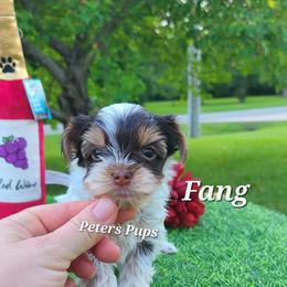 Yorkshire Terrier Puppies from Peters Pups Yorkshire Terriers