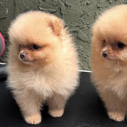 Pomeranian Puppies from Uniquepombabies
