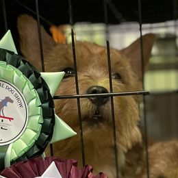 Carrie - Norwich Terrier