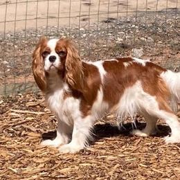 Cavalier King Charles Spaniel and Havanese Puppies from Harlequin Havanese