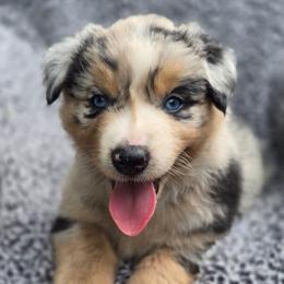 Liam - Blue merle male Australian Shepherd puppy in New Tazewell, Tennessee from D&D Australian Shepherds