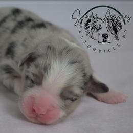Hope - Blue merle female Australian Shepherd puppy in Fultonville, New York from Sandy Aussies & Pomeranians
