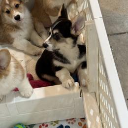 Esther - Black and tan female Pembroke Welsh Corgi puppy in Xenia, Ohio from Dosado Corgis