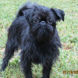 Gindean - Brussels Griffon