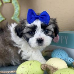 Mr Blue Collar - Black and white male Mal-Shi puppy in Poolville, Texas from Tx Pups
