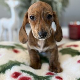 Sean Bean - Brindle male Dachshund puppy in Temecula, California from Naomi Magee's Dachshund Kennel