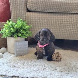 F1B Meet Layla :) - Brown female Cavapoo puppy in Centerville, Iowa from Barnyard Dachshunds, Dals & Doodles