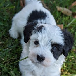 Ruffles - White Havanese puppy in Perryville, Missouri from MT's Havanese