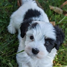 Ruffles - White Havanese puppy in Perryville, Missouri from MT's Havanese