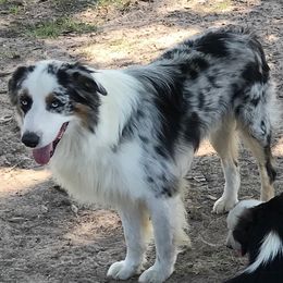 Max - Australian Shepherd