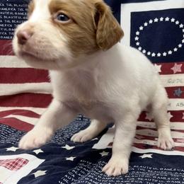 Sage girl 2 - White and orange female Brittany puppy in Floyd Knobs, Indiana from Cross Creek Brittanys