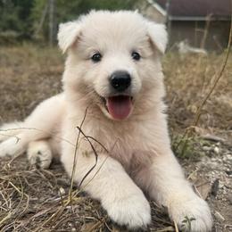 Girl 1 - White female Berger Blanc Suisse puppy in Bexar County, Texas from Scenic Creek German Shepherds and White Swiss Shepherds
