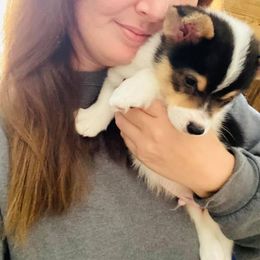 American Corgi and Pembroke Welsh Corgi Puppies from Rainbow Corgis