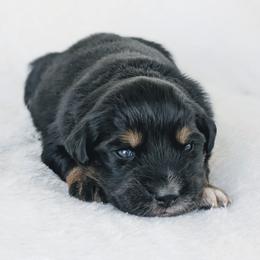 Baby Blue - Black tri-color female Australian Shepherd puppy in Yakima, Washington from Naches Heights Ranch