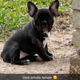 Wilma Jean - Brindle and white female French Bulldog puppy in Oakwood, Texas from Misfit Ranch Bulldogs