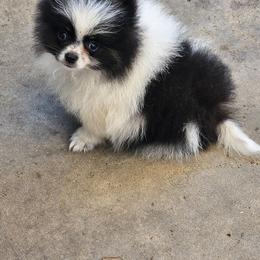 Sunny - Black parti male Pomeranian puppy in Laredo, Texas from SASH Poms