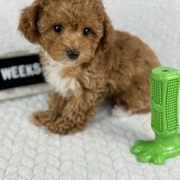 Woody - Red  male Poodle puppy in Florida from Adorable Toy-Miniature Poodles