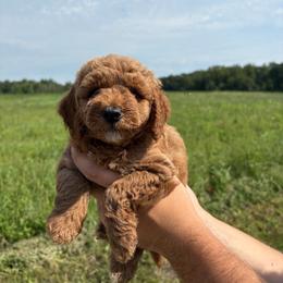 Charlie - Red  male Goldendoodle puppy in Hillsdale, Michigan from My Buddy Ol’ Paws