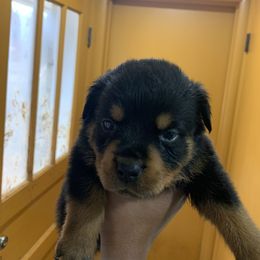 French Bulldog and Rottweiler Puppies from MBArotties_frenchies