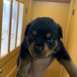French Bulldog and Rottweiler Puppies from MBArotties_frenchies
