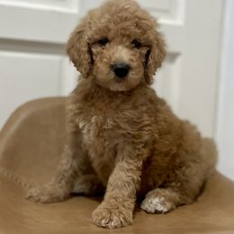 Chutney - Apricot Goldendoodle puppy in Bartow, Florida from Furever Doodles