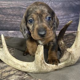 Girl 4 - Dapple Dachshund puppy in New Caney, Texas from Liberty Dachs