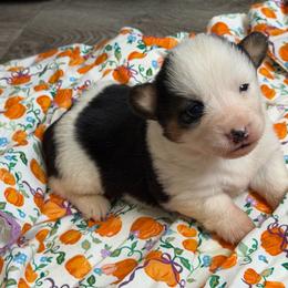 Aspen - Black and tan female American Corgi puppy in Graham, Texas from Wild West Corgis