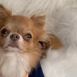 Chihuahuas and Yorkshire Terriers from York-Chi House