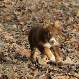 Border Collie, English Setter, and Miniature American Shepherd Puppies from First Harmony Farms