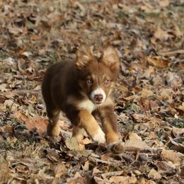 Border Collie, English Setter, and Miniature American Shepherd Puppies from First Harmony Farms