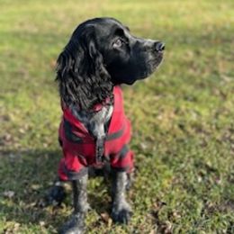 English Springer Spaniel Puppies from Bedell's Riverdog Run