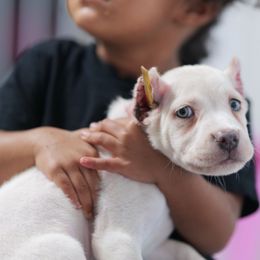 Pink collar - Fawn female Cane Corso puppy in Gwinnett County, Georgia from Better Than You Cane Corso’s