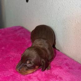 Bonnie - Chocolate and tan female Dachshund puppy in Grass Valley, California from Mis Doxie