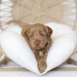 Brown Collar Boy - Caramel ice male Australian Labradoodle puppy in Thousand Oaks, California from Lovely Doodle Lane