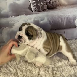 Bulldog Puppies from Sweet Rolls