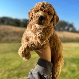 Aussiedoodle and Goldendoodle Puppies from J+Y World of Doodles