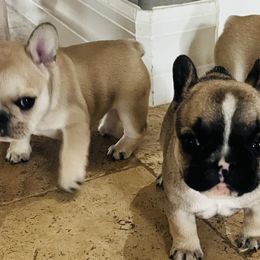 French Bulldog Puppies from Stuudmuffinfrenchies