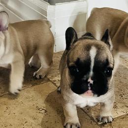 French Bulldog Puppies from Stuudmuffinfrenchies