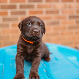 Labrador Retriever Puppies from Barefoot Kennels, LLC