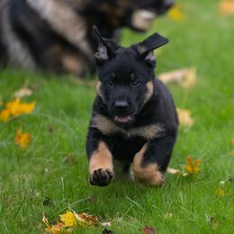 German Shepherd Puppies from Di Massimo Canile