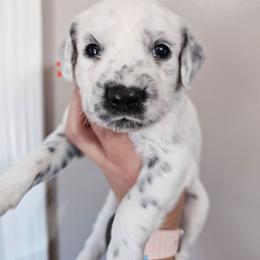 Poalroid- Long Coat - White and black male Dalmatian puppy in Gray, Georgia from Fuller Spots