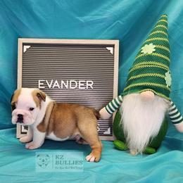 Evander - White male Bulldog puppy in Hillsdale County, Michigan from KZ Bullies LLC