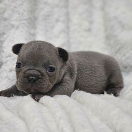 Denim - Blue male French Bulldog puppy in Maplewood, New Jersey from Poos&Bulls Keepsake