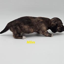 Miles - Brindle male Dachshund puppy in Nine Mile Falls, Washington from River Run Doxies