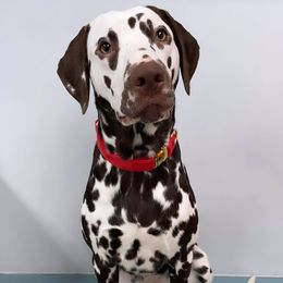 Cj - Dalmatian