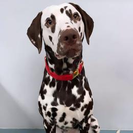 Cj - Dalmatian