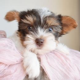 Maya - Chocolate, tan and white female Yorkshire Terrier puppy in California from Skyridge Puppies
